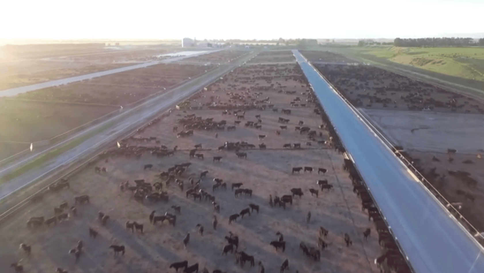 L'immagine mostra una veduta aerea di un gran numero di capi di bestiame sparsi su un vasto campo arido, con una strada asfaltata o una pista che corre lungo un lato del campo.
